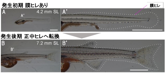 魚類ヒレ