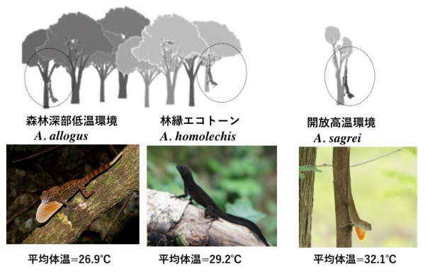 高温環境への適応