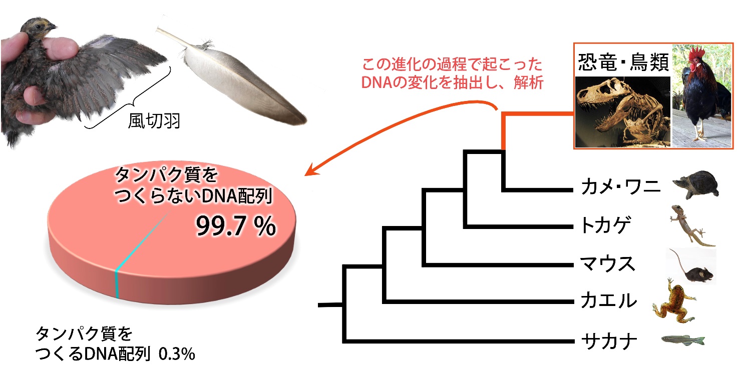 鳥エンハンサー