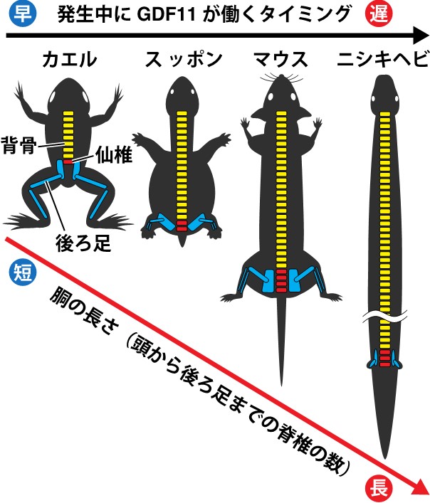 進化