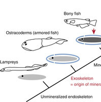 脊椎動物の骨の進化起源