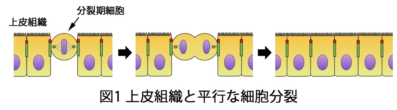 がん抑制因子