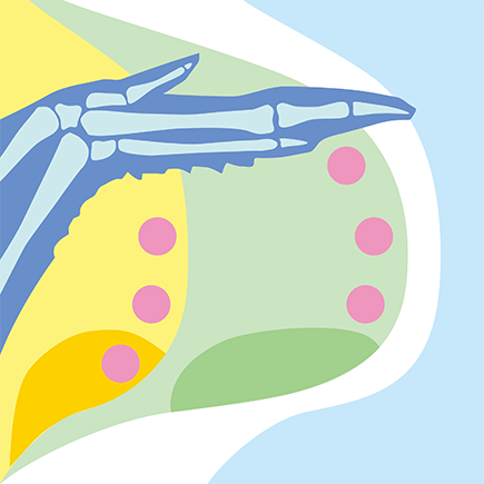 Laboratory of Organ Morphogenesis