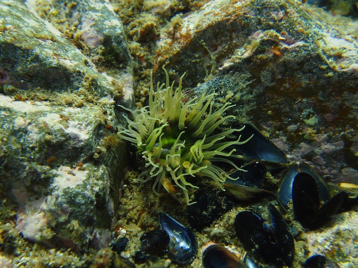 刺胞動物Cnidaria＞花虫綱Anthozoa | 浅虫生物アーカイブ