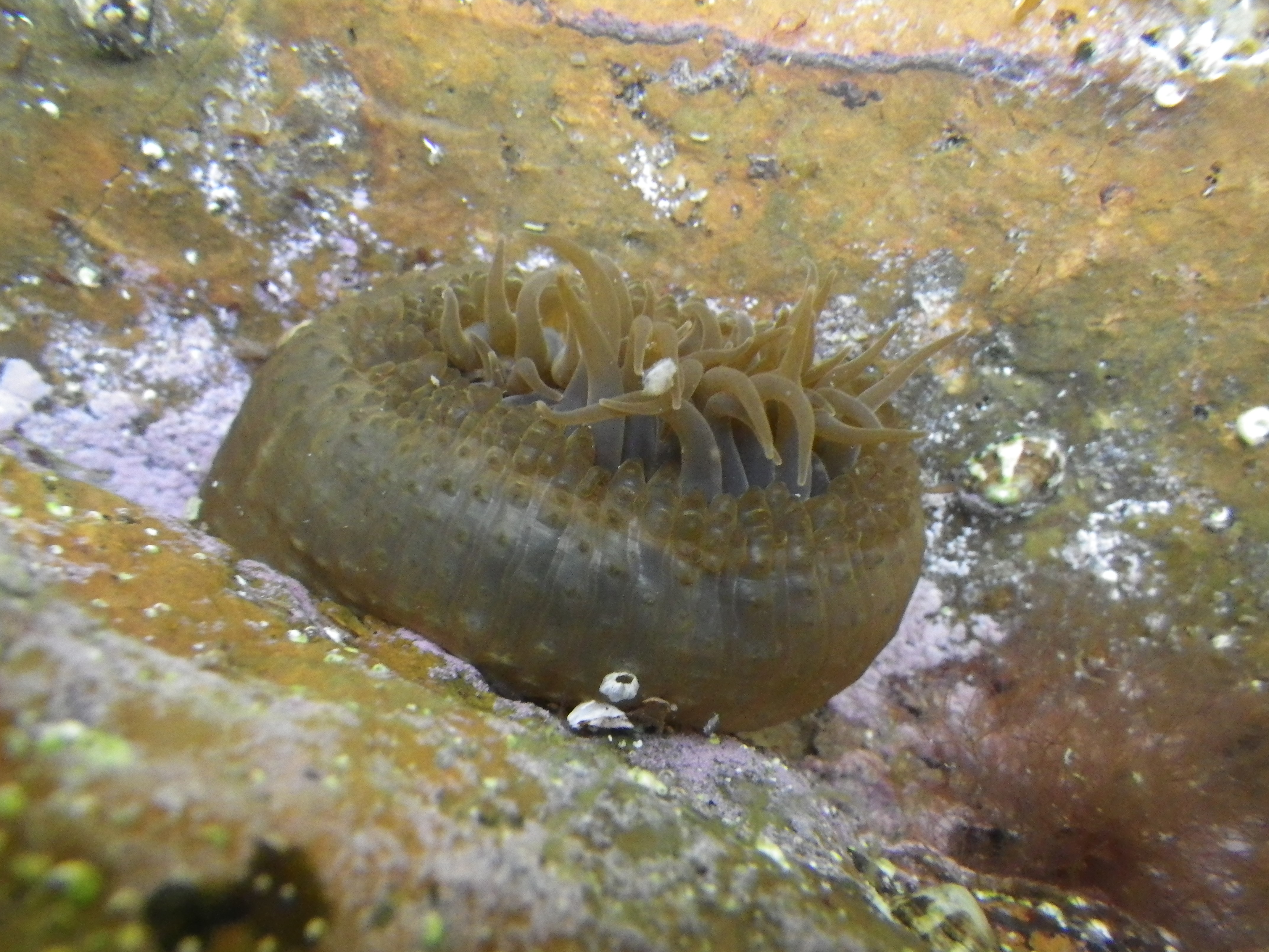 刺胞動物Cnidaria＞花虫綱Anthozoa | 浅虫生物アーカイブ