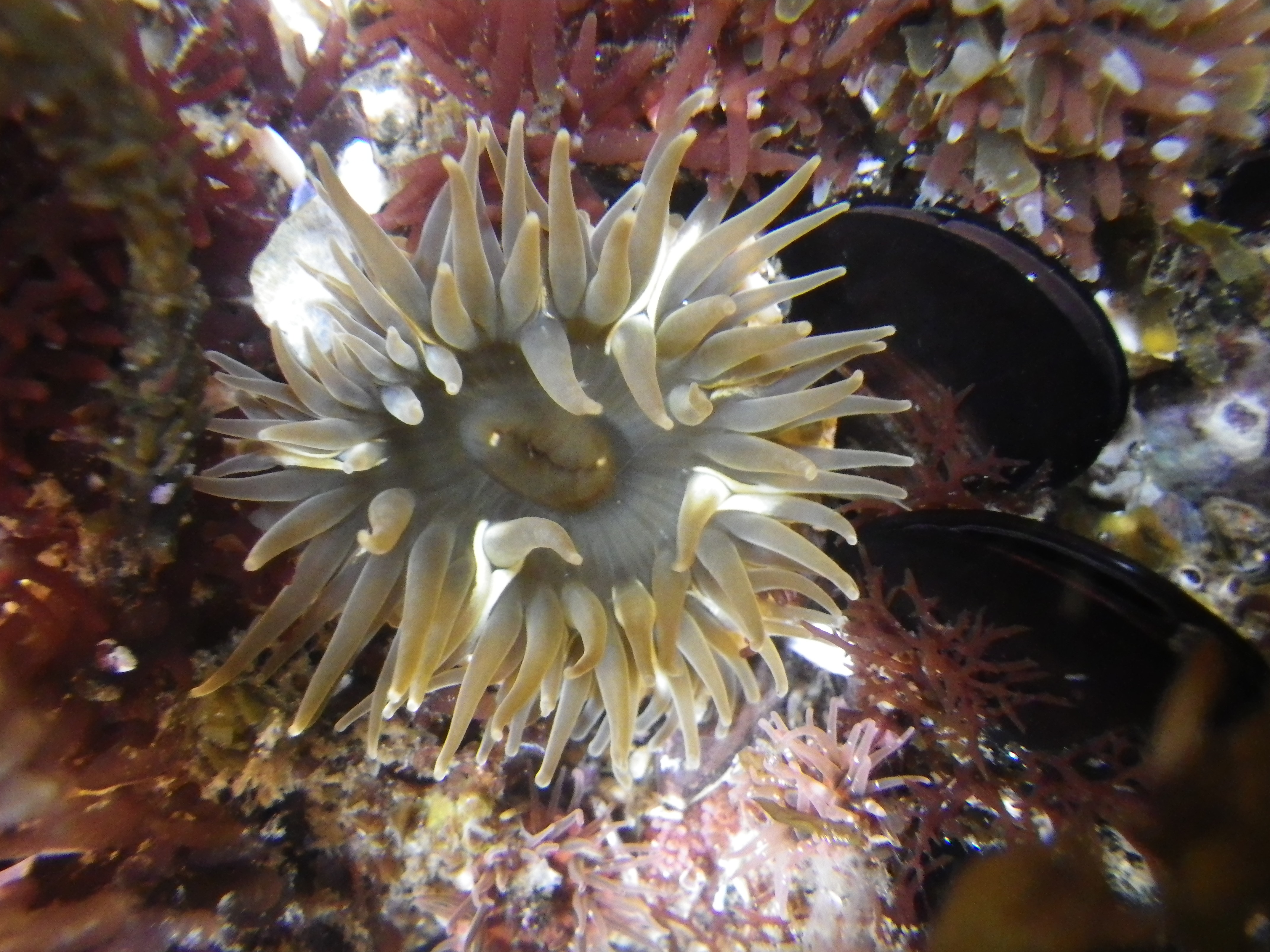 刺胞動物cnidaria 花虫綱anthozoa 浅虫生物アーカイブ