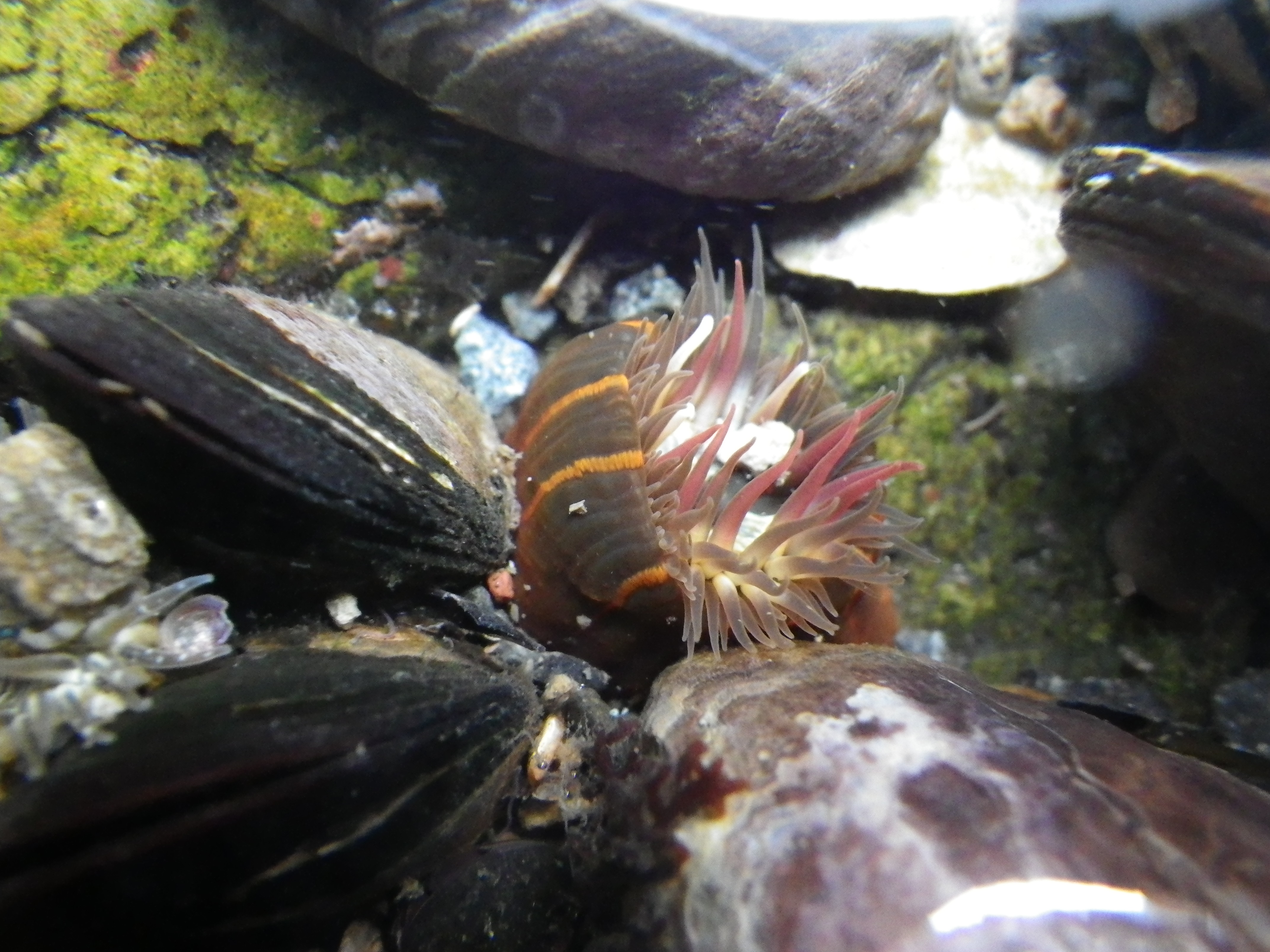 刺胞動物cnidaria 花虫綱anthozoa 浅虫生物アーカイブ