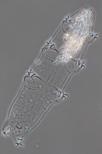 Pilatobius属の1種