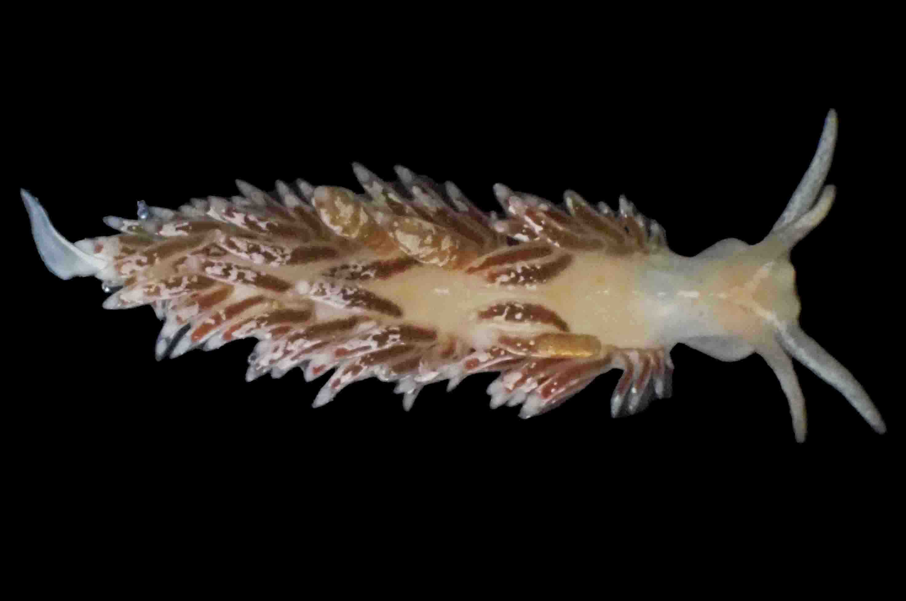 コザクラミノウミウシ