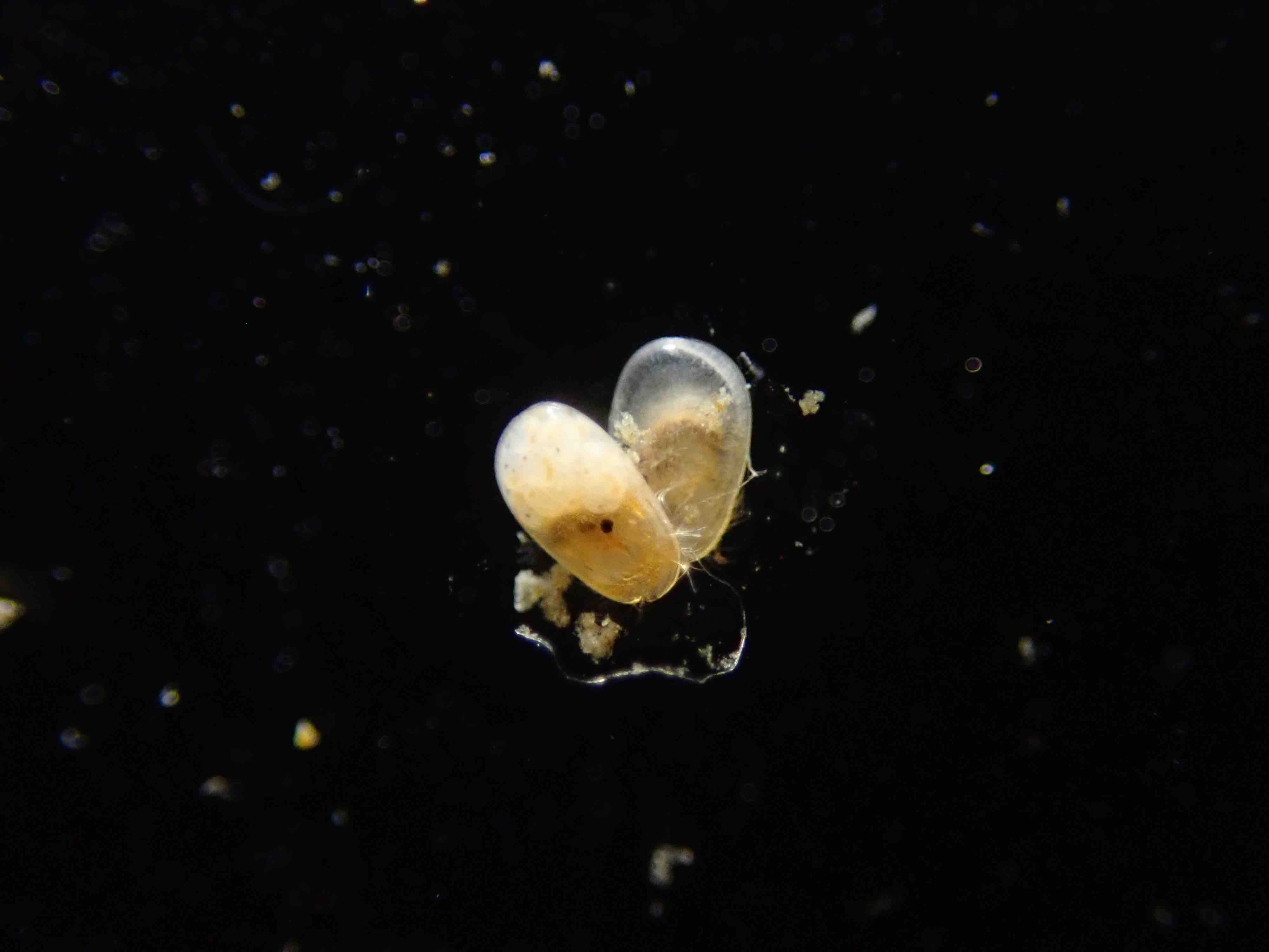 Xenoleberis yamadai (Hiruta, 1979)