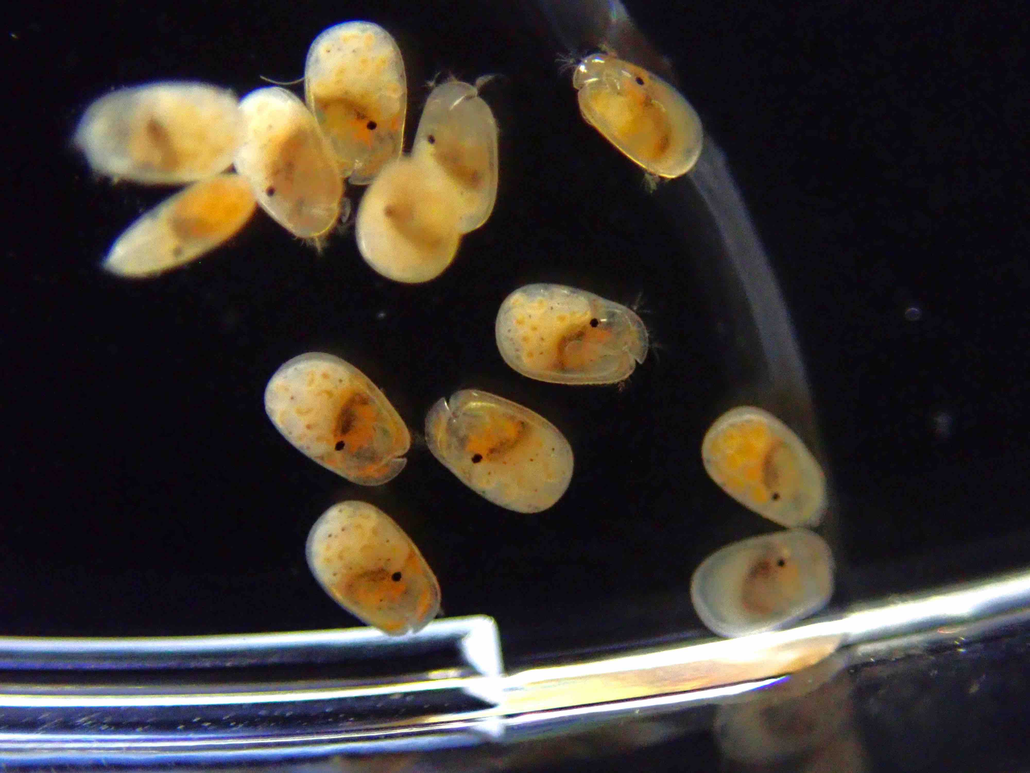 Xenoleberis yamadai (Hiruta, 1979)