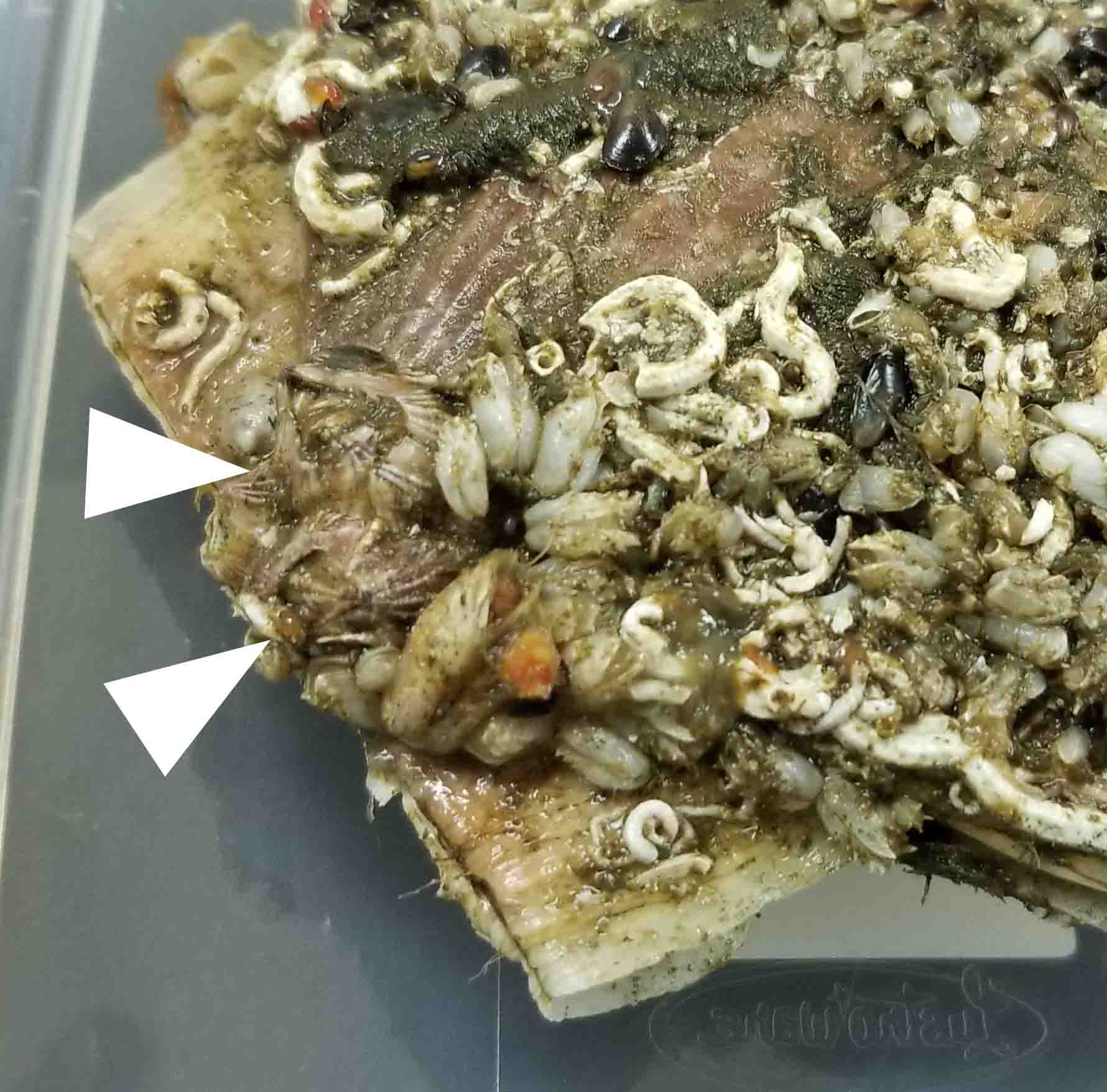サンカクフジツボ