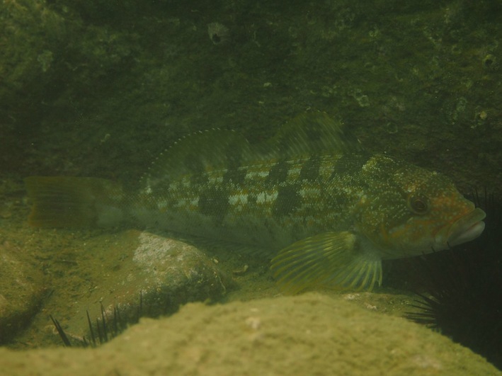 脊索動物chordata 脊椎動物vertebrata 魚類 浅虫生物アーカイブ