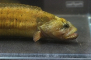 ダイナンギンポ2
