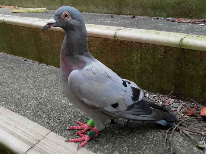 脊索動物Chordata＞脊椎動物Vertebrata＞その他Others | 浅虫