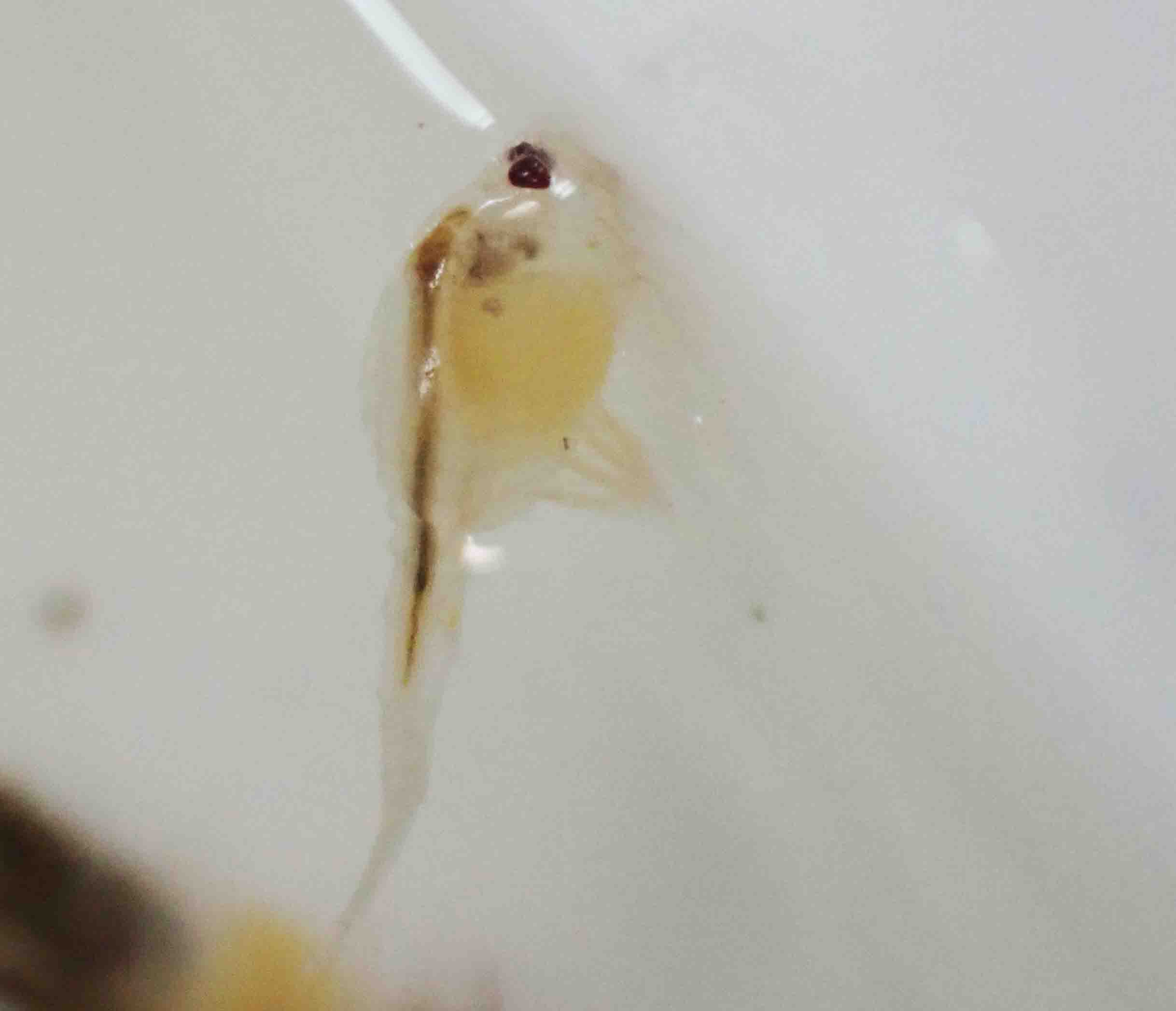 節足動物Arthropoda＞甲殻亜門Crustacea | 浅虫生物アーカイブ