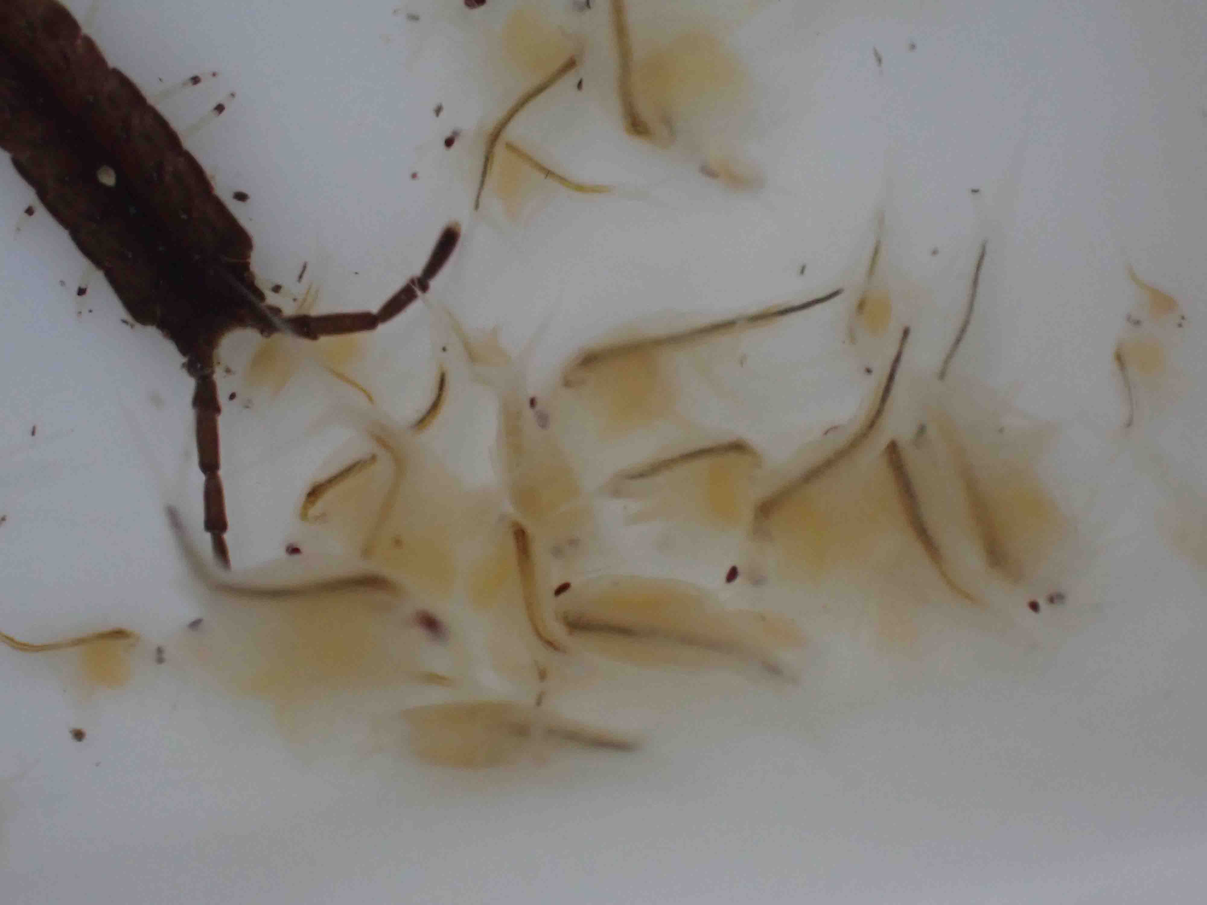 節足動物Arthropoda＞甲殻亜門Crustacea | 浅虫生物アーカイブ