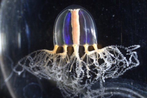 jellyfish_medusae