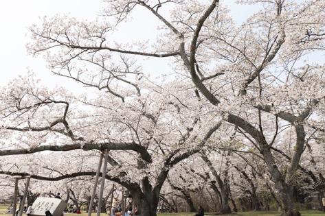 sakura