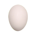 ニワトリ卵