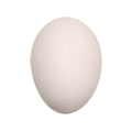 Chicken Egg