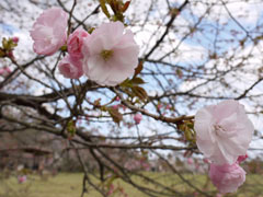 ２００９年　花見