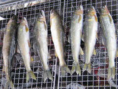 Ayu (Sweetfish) Party 2010 under the USHIGOE-BASHI Bridge