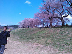 Hanami 2013 - cherry blossom viewing party