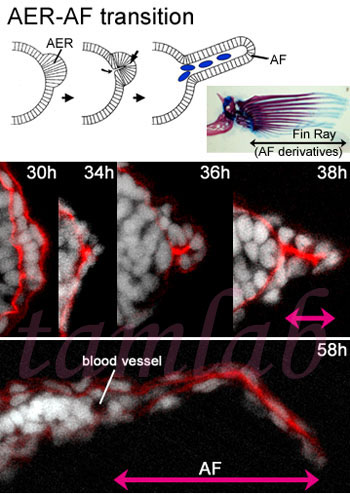 AER-AF Transiton