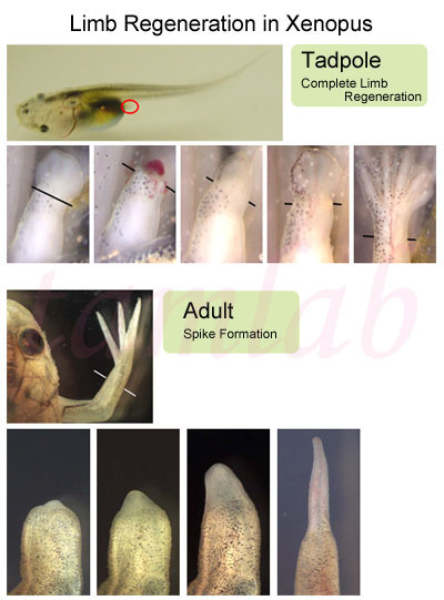 Limb Regeneration in Xenopus