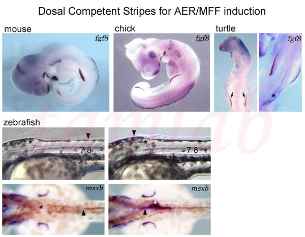 Competent Stripes for AER/MFF induction