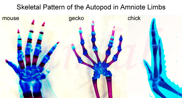 Skeletal Pattern of the Autopod