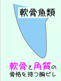 軟骨魚類