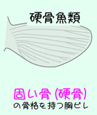 硬骨魚類