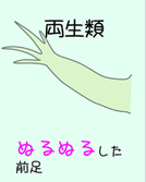 両生類