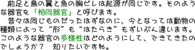 前足（手）と鳥の翼と魚の胸ビレは起源が同じです。そのような器官を「相同器官」と呼びます。昔々は同じものだったはずなのに、今となっては動物の種類によって形もはたらきもずいぶん違います。このような器官の“多様性”はどのようにできてきたのでしょうか？　知りたいですね。