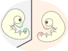 ヤモリ胚とニワトリ胚