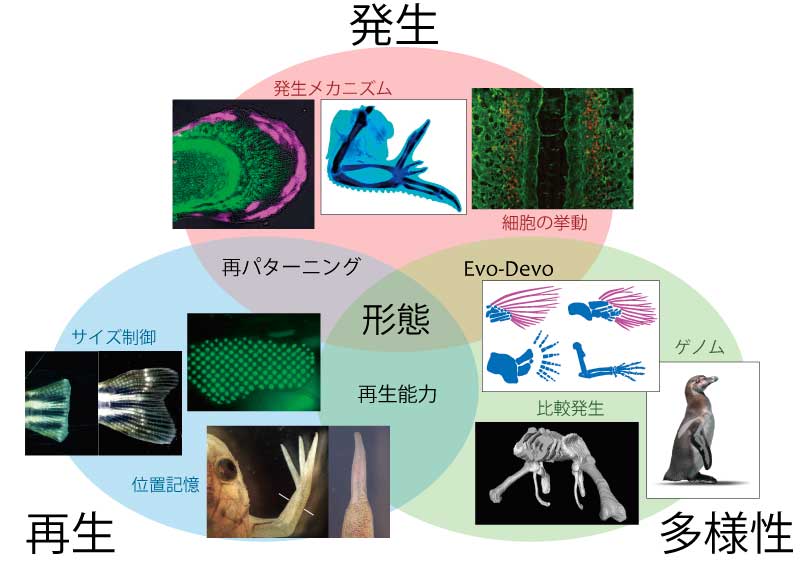 研究の概要