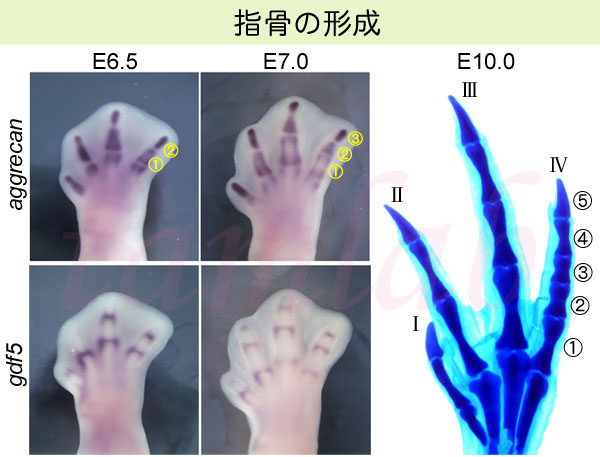 指骨の形成