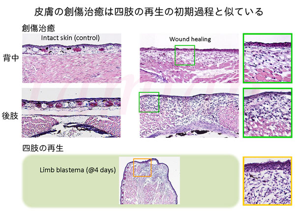 アフリカツメガエル皮膚の創傷治癒