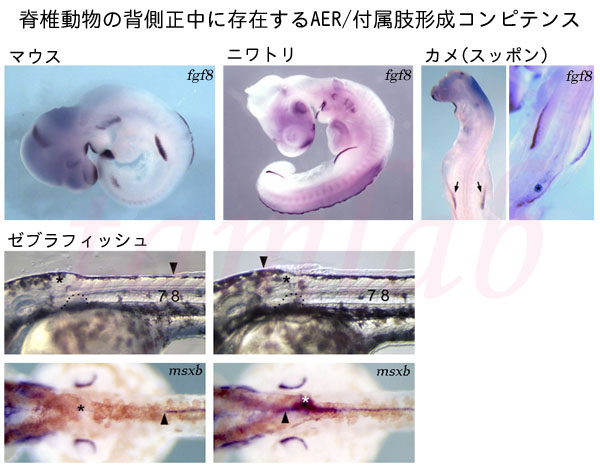 付属肢形成コンピテンス