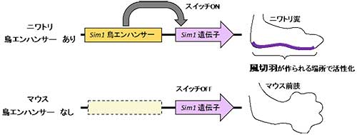 論文の図より抜粋