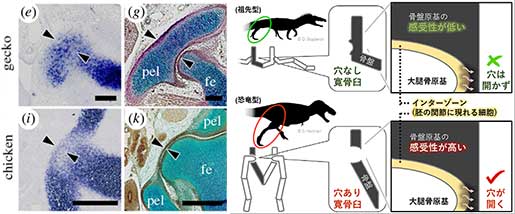 論文の図より抜粋