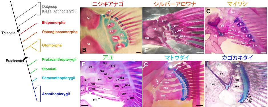 論文の図より抜粋