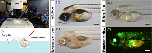 Miyamoto et al., 2024b