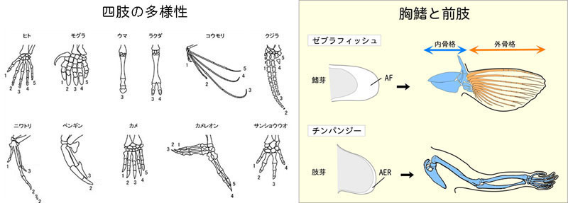 四肢の多様性／対鰭と四肢の相同性